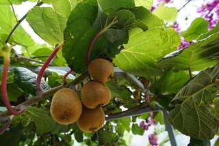 Апартаменты Penthouse StOliva Котор Апартаменты в пентхаусе-30